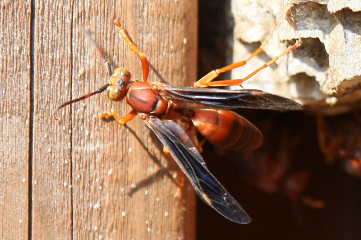 giant red wasps view topic crosstimbersgazette com