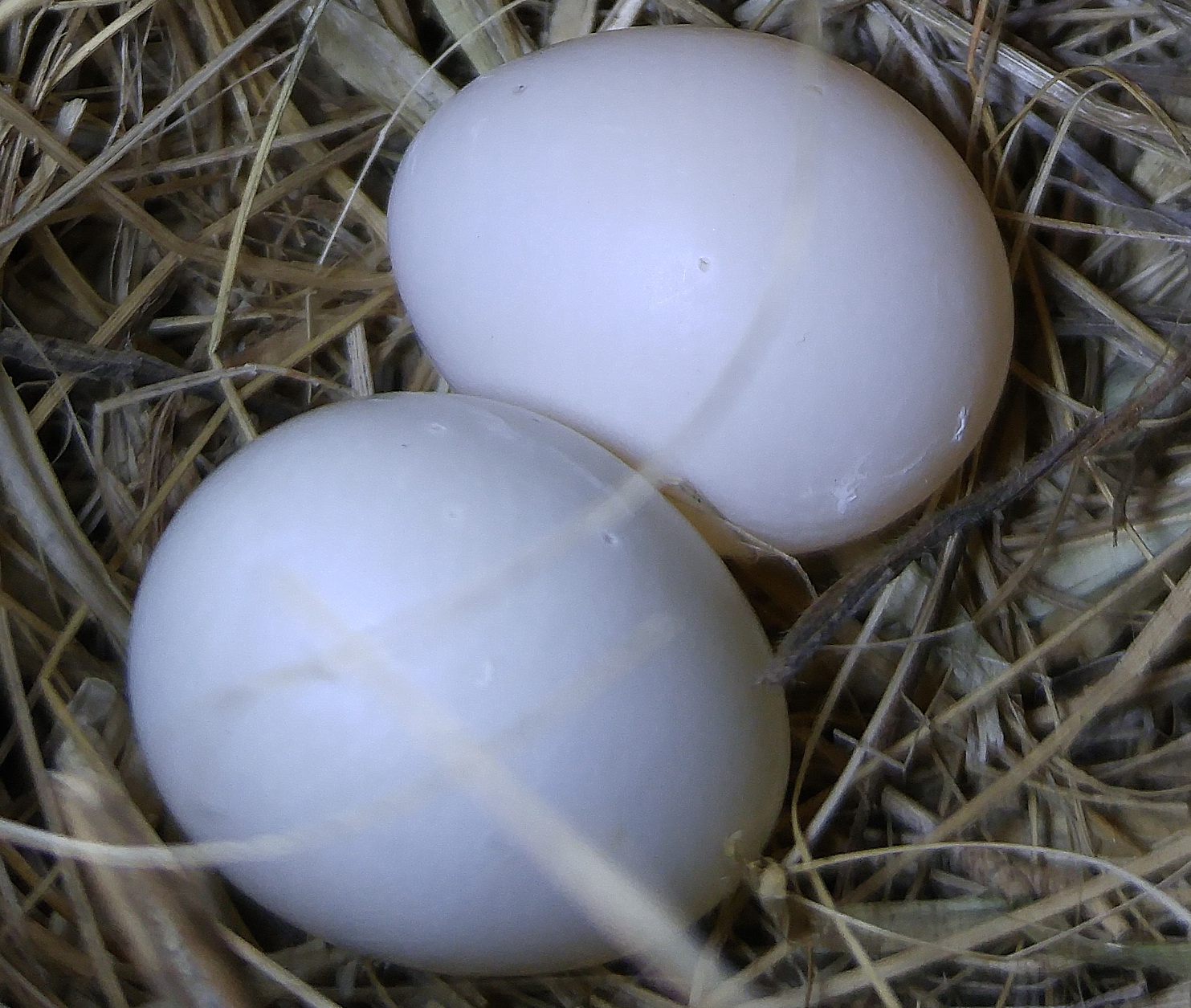 Pale bluebird eggs with dents