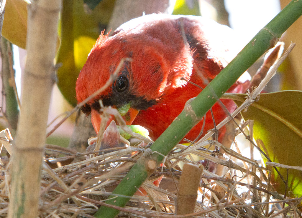 crosstimbersgazette com cardinal nest view topic crosstimbersgazette com cardinal nest view topic